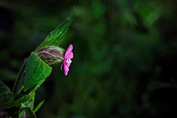 Rote Lichtnelke ( Silene dioica ).