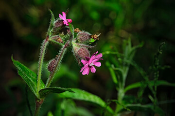 Rote Lichtnelke ( Silene dioica ).