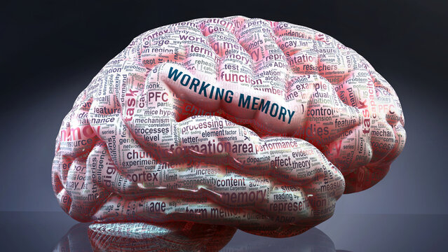 Working Memory In Human Brain, Hundreds Of Crucial Terms Related To Working Memory Projected Onto A Cortex To Show Broad Extent Of The Condition And To Explore Concepts Linked To It,3d Illustration