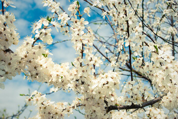 Beautiful white flowers of cherry tree.