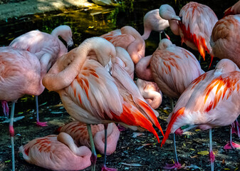 Greater flamingo (Phoenicopterus roseus) is the most widespread and largest species of the flamingo family - Spain