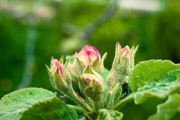 Pink apple flowers, beautiful spring background.