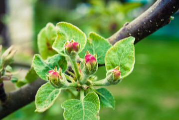 Pink apple flowers, beautiful spring background.