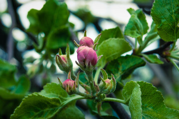 Pink apple flowers, beautiful spring background.