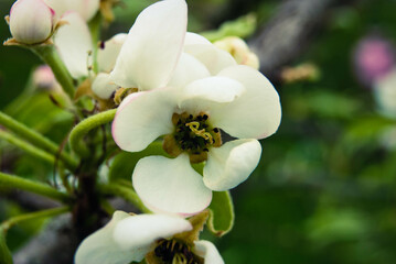 Pink apple flowers, beautiful spring background.