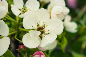 Fototapeta na wymiar Pink apple flowers, beautiful spring background.
