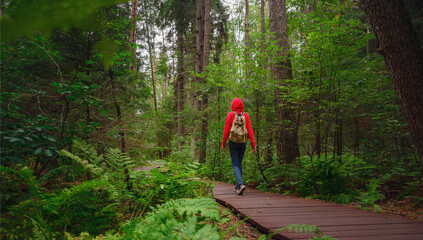 journey in summer Russia, Komarovo village, ecological trail Komarovsky coast. Woman from behind relaxing in park trail hike. Route walkways laid in the forest, in Kurortny District of St. Petersburg