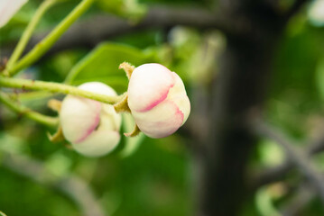 Pink apple flowers, beautiful spring background.