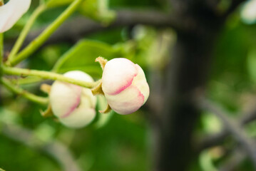Pink apple flowers, beautiful spring background.