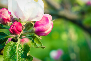 Beautiful pink apple flowers, spring background.