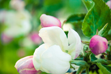 Beautiful pink apple flowers, spring background.