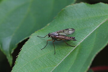 Schnepfenfliege auf Kiwiblatt
