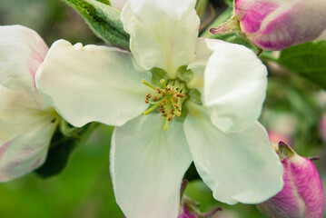 Obraz premium Beautiful pink apple flowers, spring background.