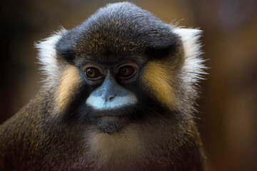 Moustached monkey  portrait in low light.close up face.