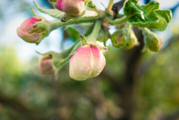 Fresh beautiful flowers of the apple tree.