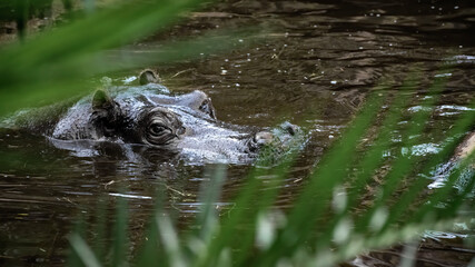 African hippo in a swamp behind green leaves.