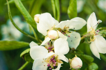 Obraz premium Fresh beautiful flowers of the apple tree.