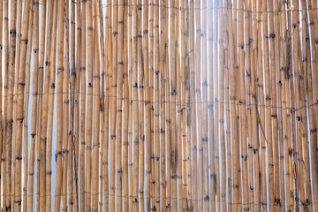 Thin and small bamboo wall in day light isolated.