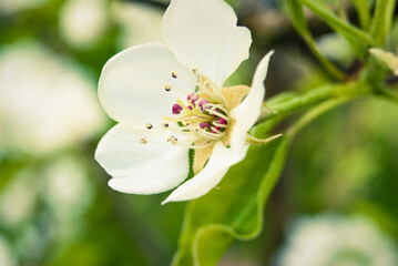 Fresh beautiful flowers of the apple tree.