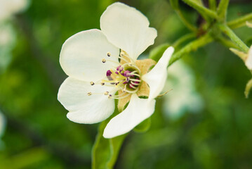 Fresh beautiful flowers of the apple tree.