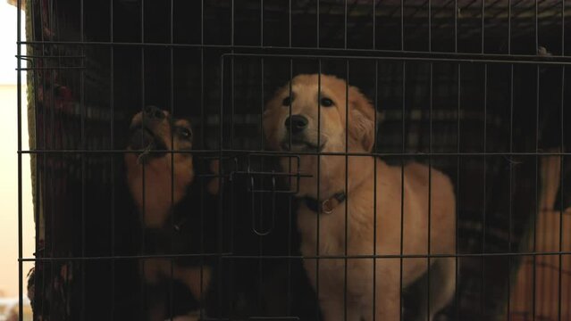 Unwanted and homeless dogs barking in animal shelter. Asylum for dog. Stray dogs in a cage. Poor and hungry street dogs and urban free-ranging dogs. Feral dog in prison. Abandoned animals caged as a r