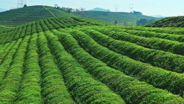 Aerial footage of green tea plantation landscape in Hangzhou, China. Beautiful tea garden natural scenery in spring.