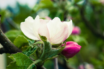 Fresh beautiful flowers of the apple tree.