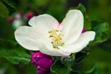 Fresh beautiful flowers of the apple tree.