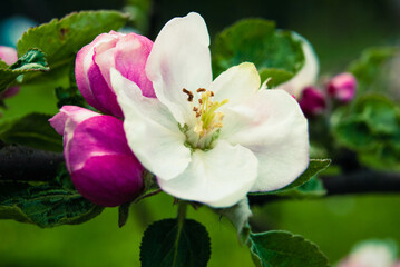 Fresh beautiful flowers of the apple tree.