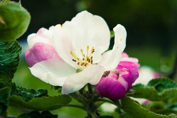 Fresh beautiful flowers of the apple tree.