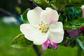 Fresh beautiful flowers of the apple tree.