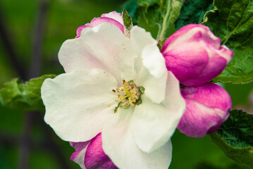 Fototapeta na wymiar Fresh beautiful flowers of the apple tree.