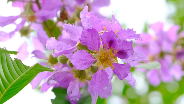 Lagerstroemia speciosa (giant crepe-myrtle, Queen's crepe-myrtle, or pride of India) blossom in spring season.