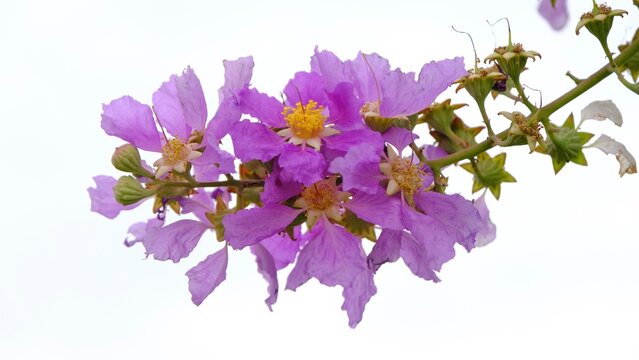 Branch of Lagerstroemia speciosa (giant crepe-myrtle, Queen's crepe-myrtle, or pride of India) blossom on white background.