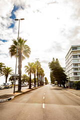 Rows of palm trees on Sea Point beach front avenue