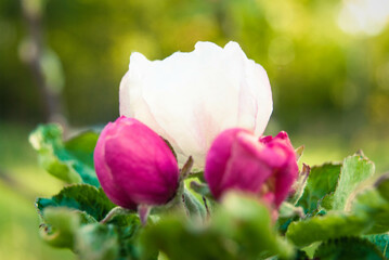 Fresh spring beautiful flowers of the apple tree.