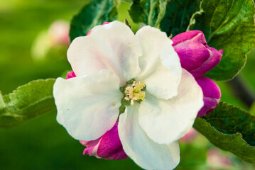 Fototapeta na wymiar Fresh spring beautiful flowers of the apple tree.