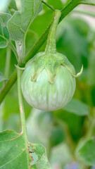 Green Thai Eggplant on tree at vegetable garden. ( home garden concept).