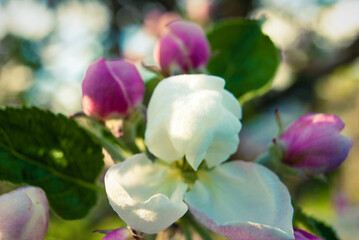 Obraz premium Fresh spring beautiful flowers of the apple tree.
