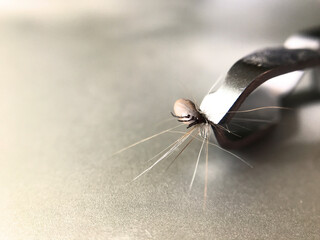 Kleszcz wyjęty pęsetą