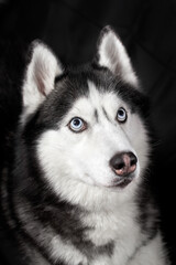 Studio portrait on the black background of the head of a beautiful husky dog looking up. Close-up portrait of the dog's face.