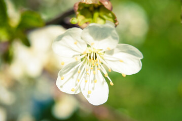 Fresh spring beautiful flowers of the cherry tree.