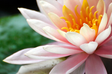 Waterlily flower in pond