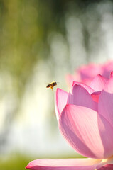 Lotus flower in sunrise