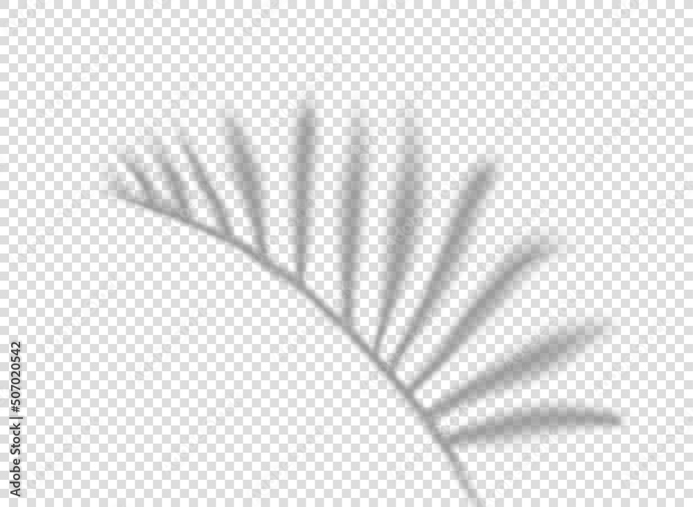 Poster Palm leaf shadow isolated on transparent background. vector tempalte for design