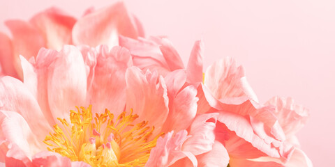 Pink flowers peonies on pink background. Beautiful pink peony flower background.