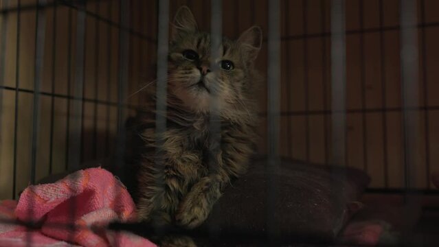 Homeless cat in a shelter sits in a cage. abandoned animals as a result of the Russian-Ukrainian war