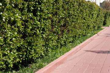 A hedge of green bushes along the pavement, paved with red paving slabs.