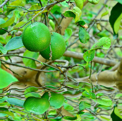 lemon on the tree