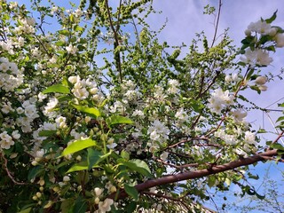 Fototapeta premium Malus sieboldii, commonly called Siebold's crab, Siebold's crabapple or Toringo crabapple, is a species of crabapple in the family Rosaceae 